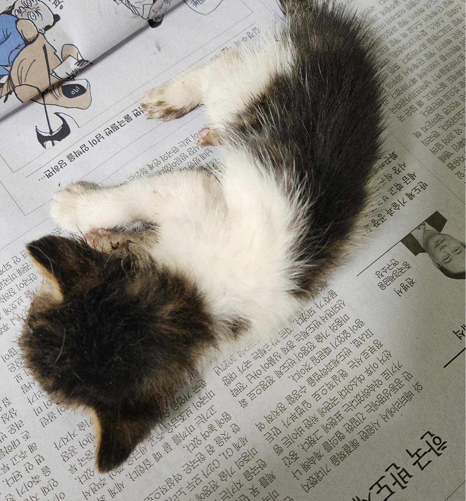 종료(자연사) 한국…